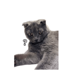 蔡小嚕的笨蛋小貓日常