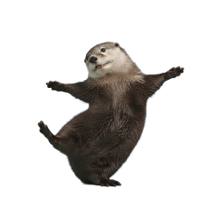 【いろんなポーズのカワウソ】