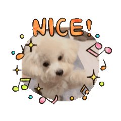 泡芙小劇場-比熊貴賓