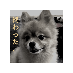 ponkichi_20251230004108