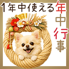 A year's greeting Chihuahua