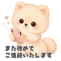 Elegant and gentle white Pomeranian