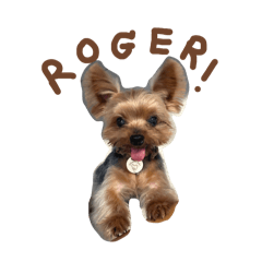 Mona, Charcoal, Kaitom & Udon