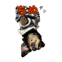 inutomo_20251230151233