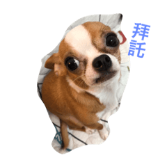 露露狗狗來了