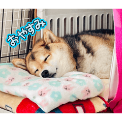 nanachi_20251230155206