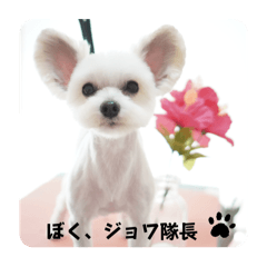 dog salon SAKURA_20251229003039