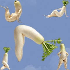 BIG! 像人類的大根 實拍