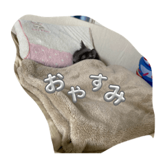 panda_20251230121629