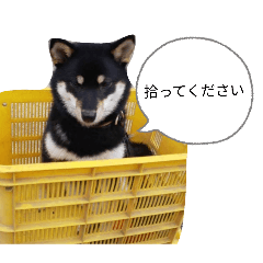 shiraishi_20251230123848