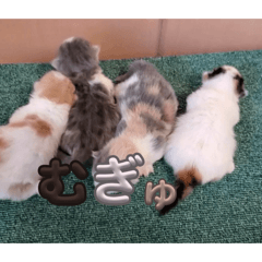 Hanamatsu_20251230124733