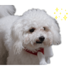 papii_20251230122247