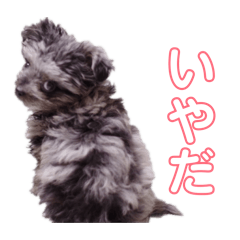 Souga_20251230132448