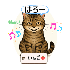 pink cat_20251229080710