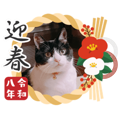 Hachico_20251230143631