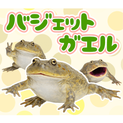 バジェットガエルの日常