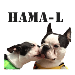 Boston Terrier Bros.HAL-MAL.