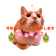 Kawaii cat Japan