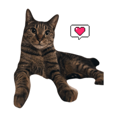 hayap_20251230202456