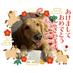 SAKAMOTO チャンプ