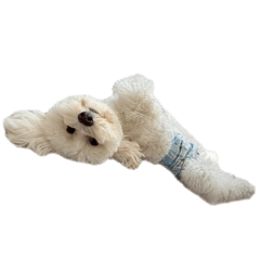 shibace_20251230220539