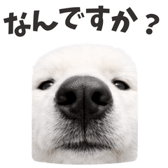 Samoyed Daily Conversation Stickers