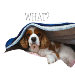 kimamani dog