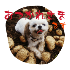 hachi_20251230203608