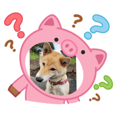 Ringo_20251230220622