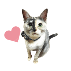 my home in cats...