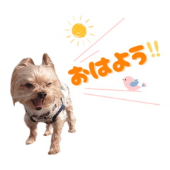 ヨーキー蓮くん②