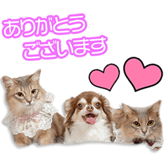 春岡家の金之助、そら、うみちゃん