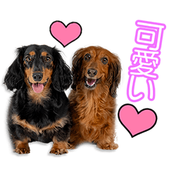 徳永家のレン＆ラウールちゃん9