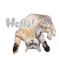 春夏秋冬四季綿