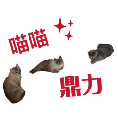 貓喵大集合