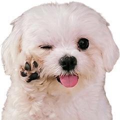 馬爾出沒（發現馬爾）