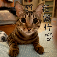 小寶的表情包貼圖