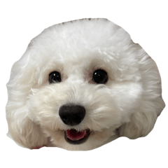 shibace_20251230223644