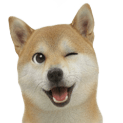 Shiba Inu kankichi