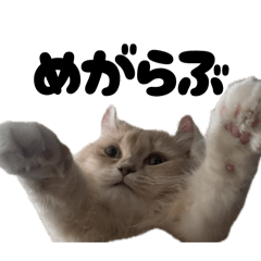 Odec0cha_20251229164541