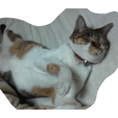 KOMATAKU_20251229163955