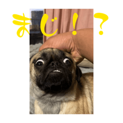 pug maru chan