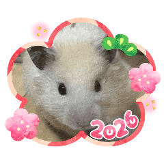 aimama_20251231020717