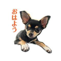 okaka_20251231020846