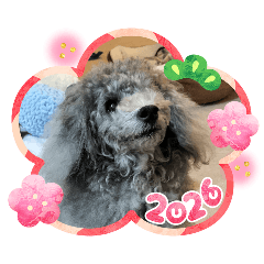 シルバートイプードルクリシェ2025.12