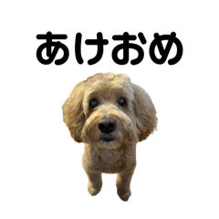 Cockapoo Eight Stamps New Year Holiday