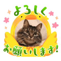 chiyosanato_20251230200105