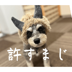 Miniature Schnauzer hijiki