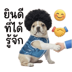 บูลด็อกหัวแอโฟรน่ารัก