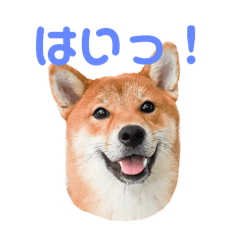 Fujikko_20251231111301